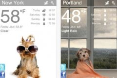 Weather Puppyﰮ֯ʵӦ