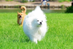 ëȮëƤ