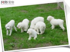ȮӦʲôʱ ̺ʲô