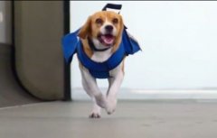 ƳȮС ˿Ѱʧ